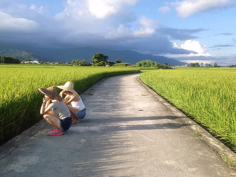 池上(备选:花东纵谷):伯朗大道旁的稻浪